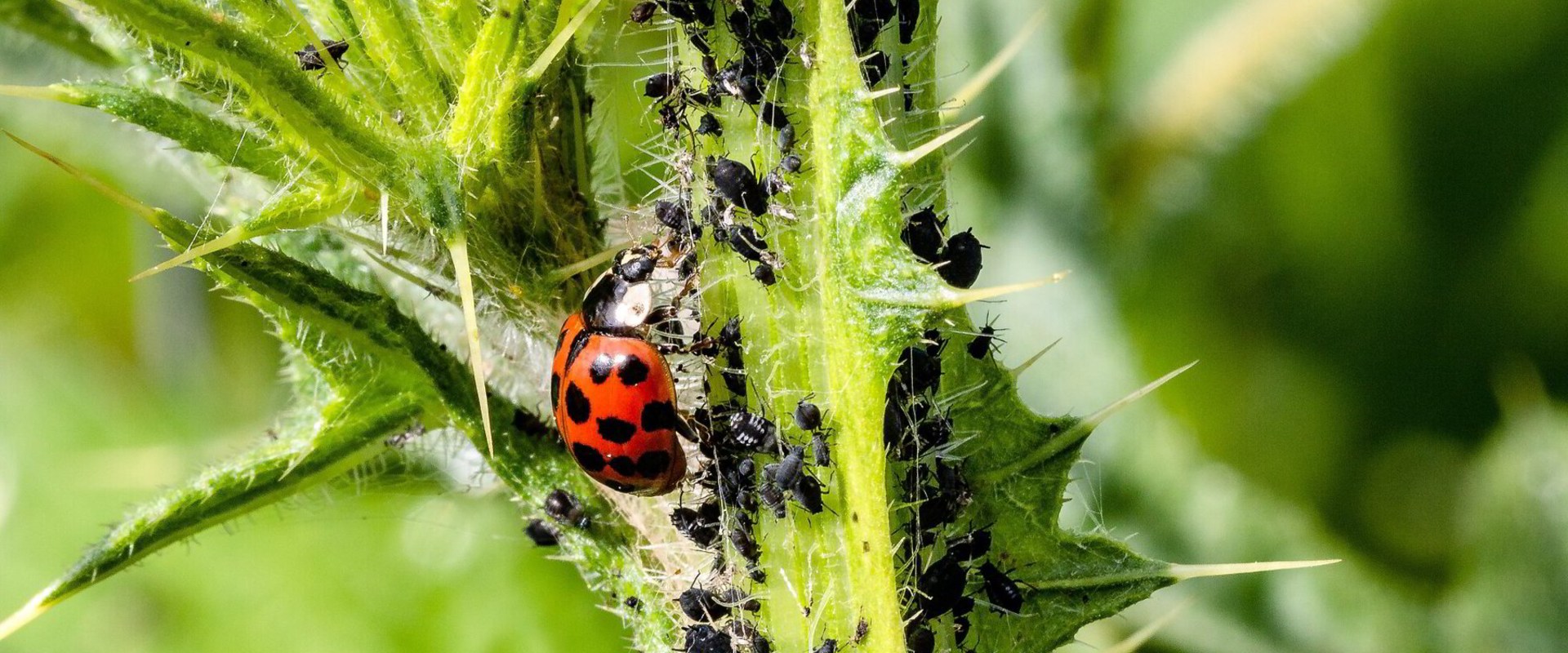 The Benefits and Limitations of Using Organic Pest Control Products