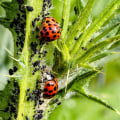 The Benefits and Limitations of Using Organic Pest Control Products