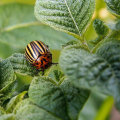 The Importance of Taking Precautions When Using Organic Pest Control Products