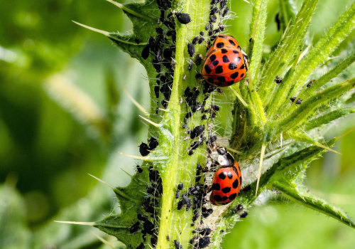 The Benefits and Limitations of Using Organic Pest Control Products