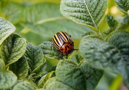 The Importance of Taking Precautions When Using Organic Pest Control Products